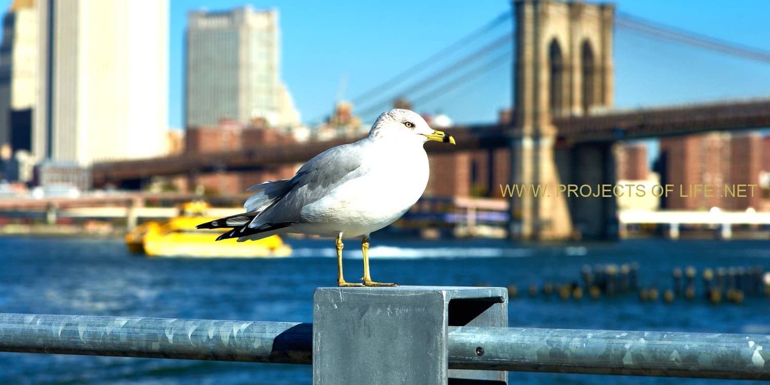 • New York • A Thousand Photos (selection) •