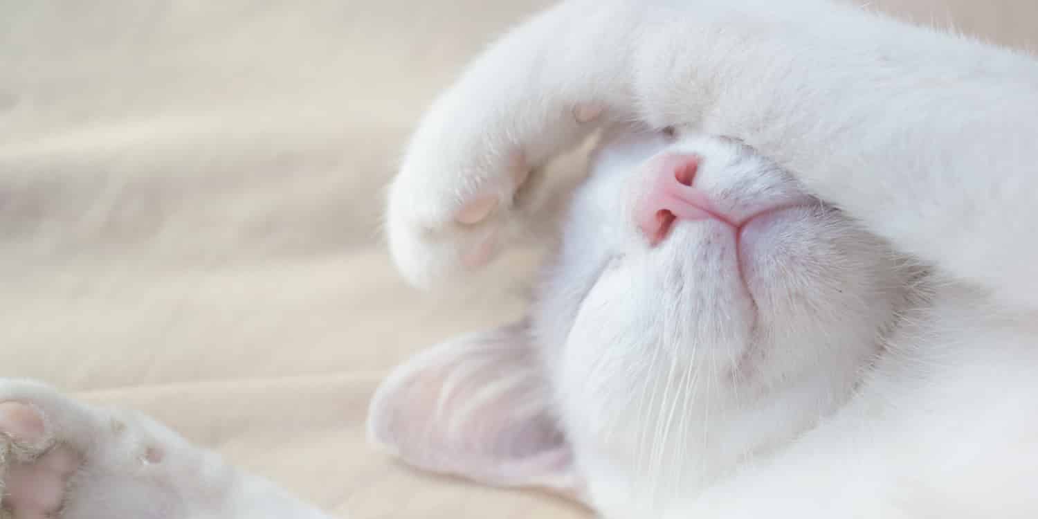MY PET